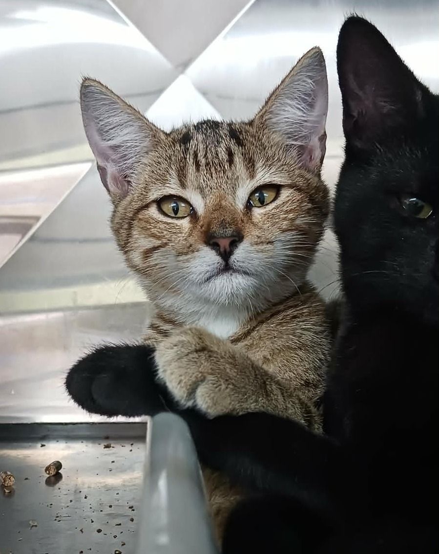 Gallery image: Nutmeg