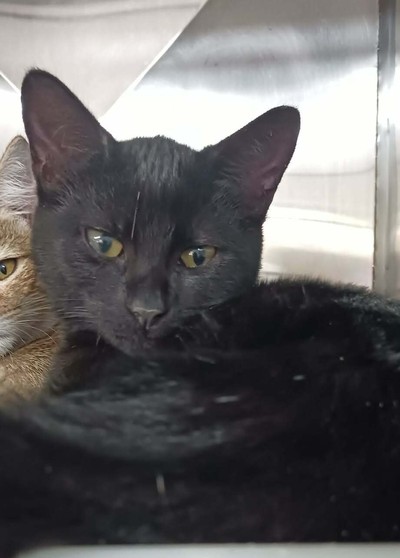 Clove - Domestic Short Hair