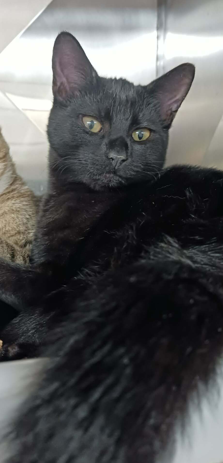 Gallery image: Clove