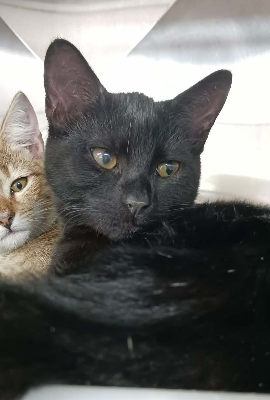 Gallery image: Clove