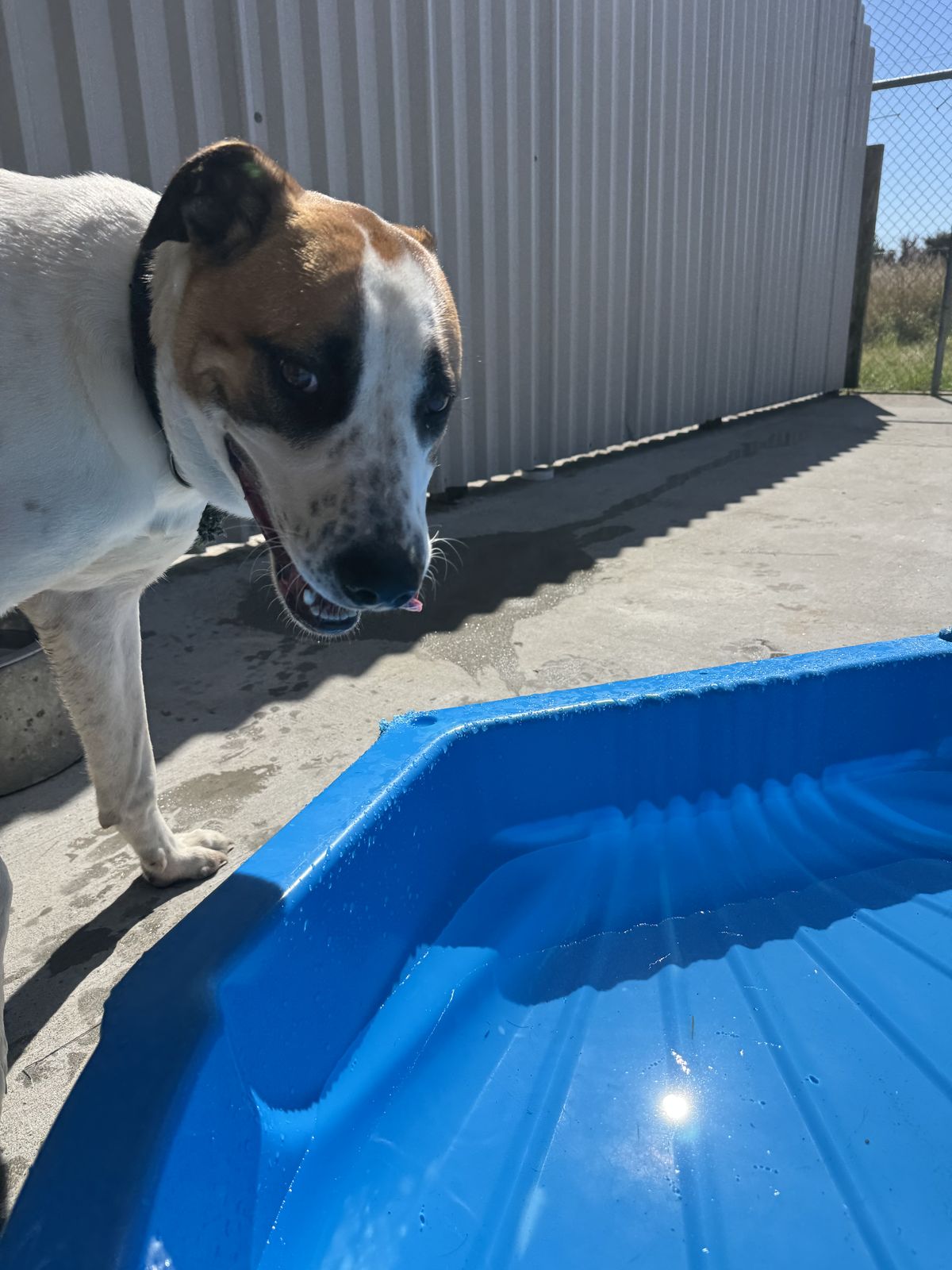 Gallery image: Corona