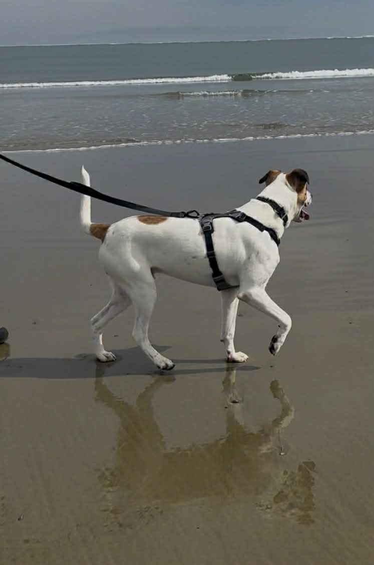 Gallery image: Corona