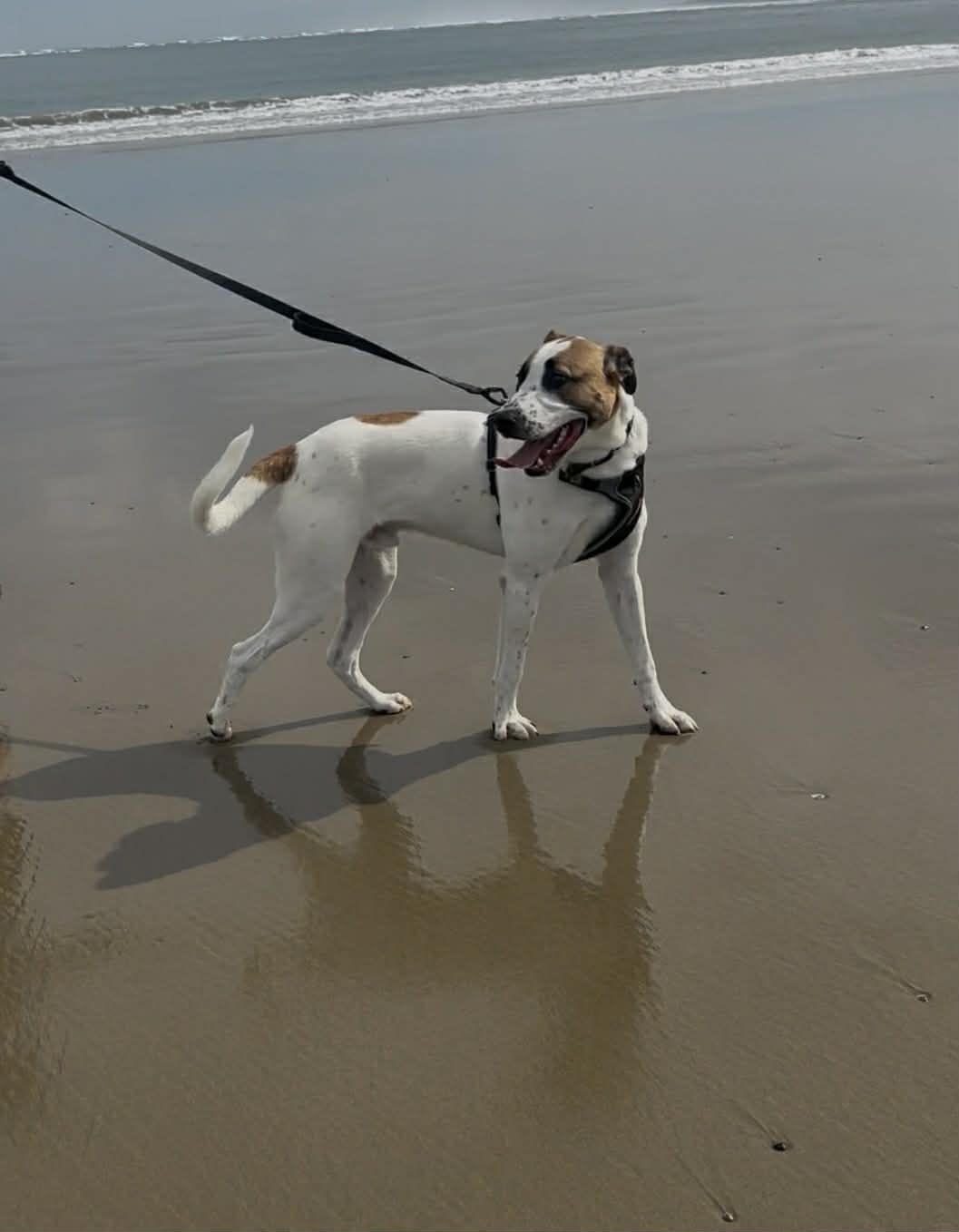 Gallery image: Corona