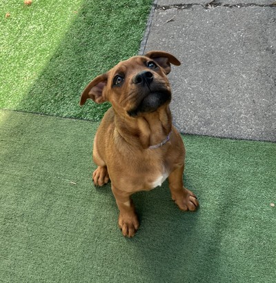 Ariel - Medium Cross Breed