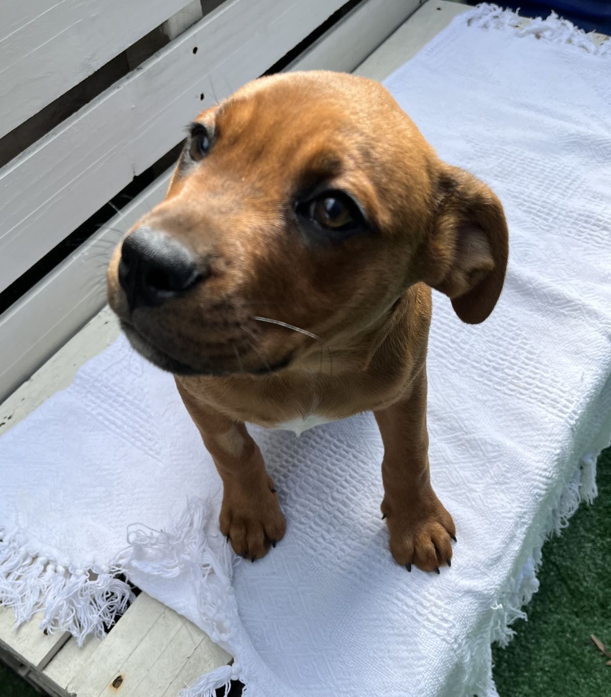 Gallery image: Ariel