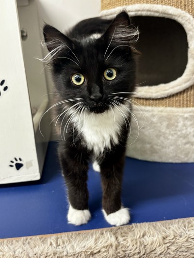 Betty  - Domestic Short Hair