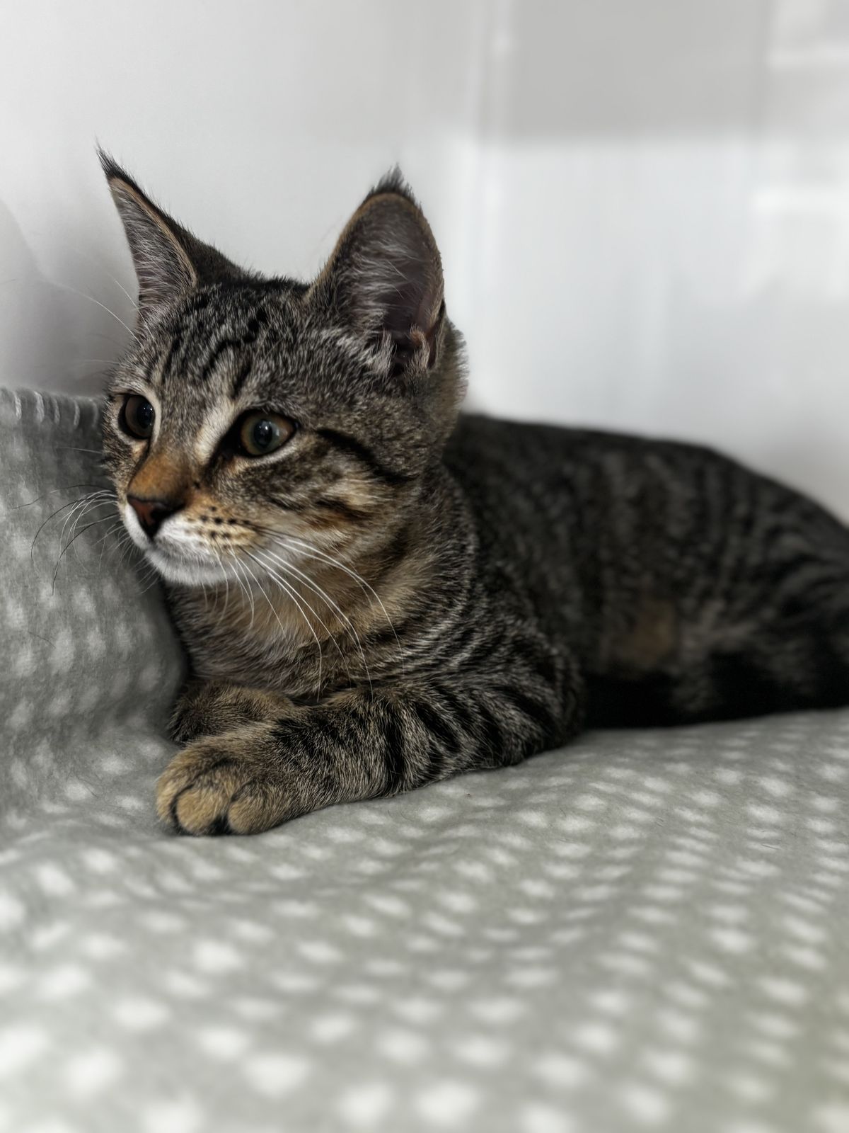 Gallery image: Teddy Paws