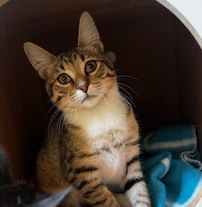 Tango - Domestic Short Hair