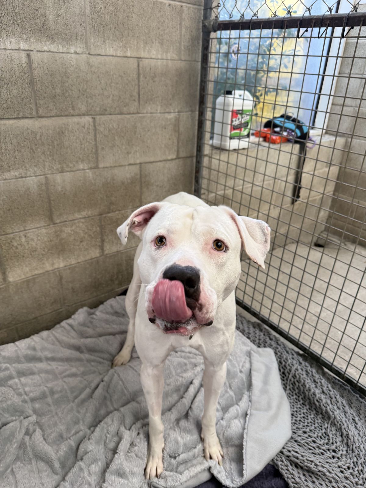 Gallery image: Cooper