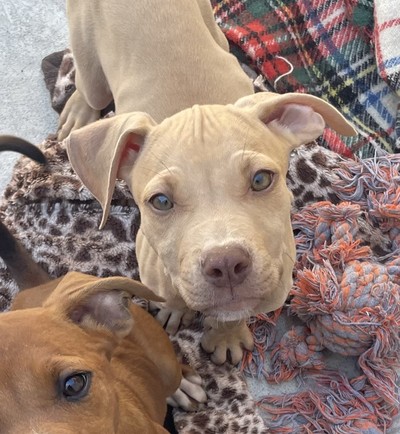 Helix - Medium Cross Breed