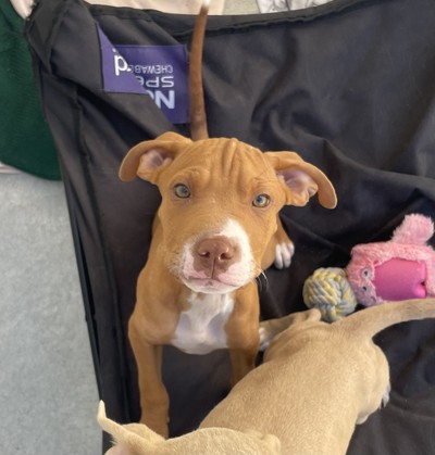 Clade - Medium Cross Breed