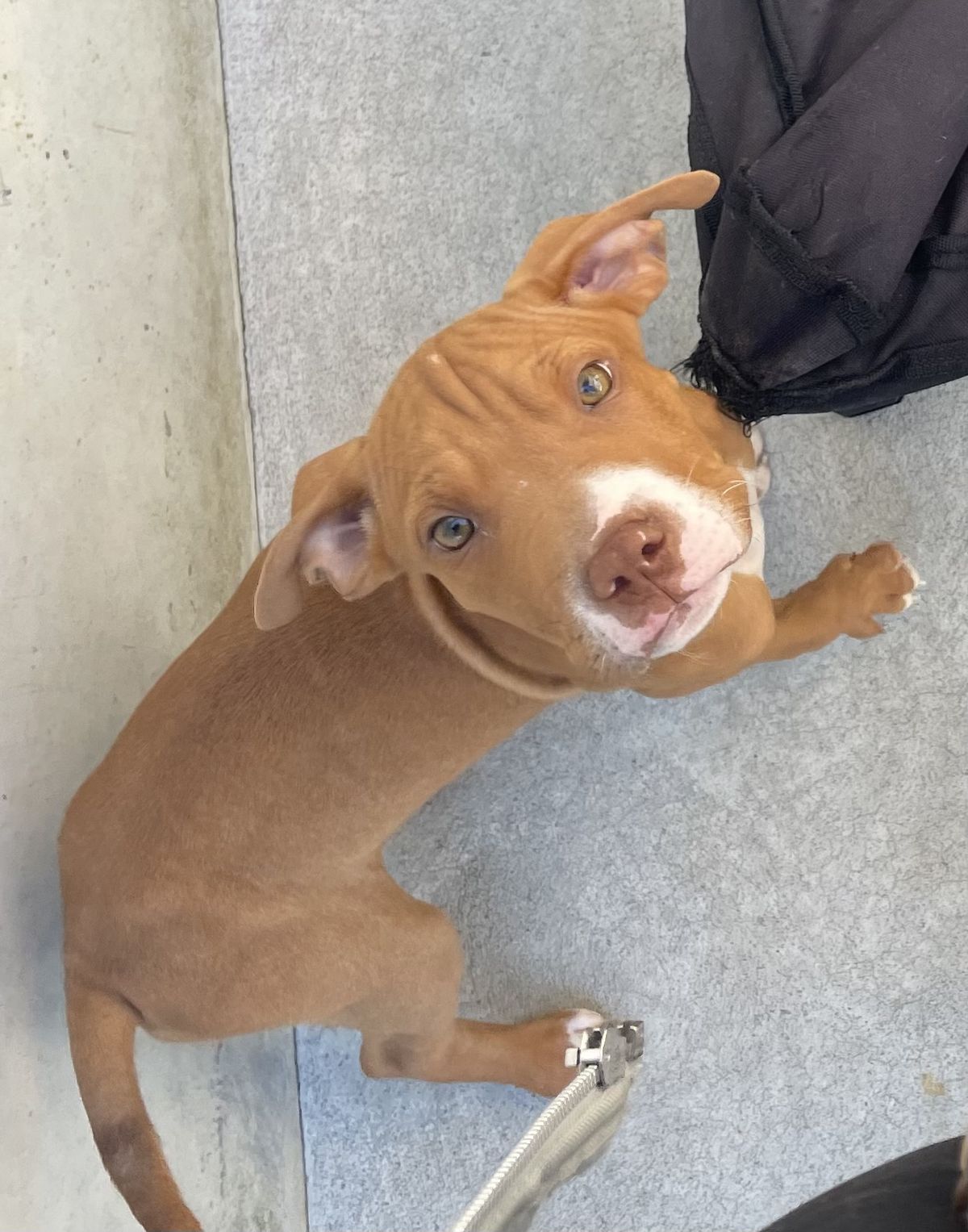 Gallery image: Clade