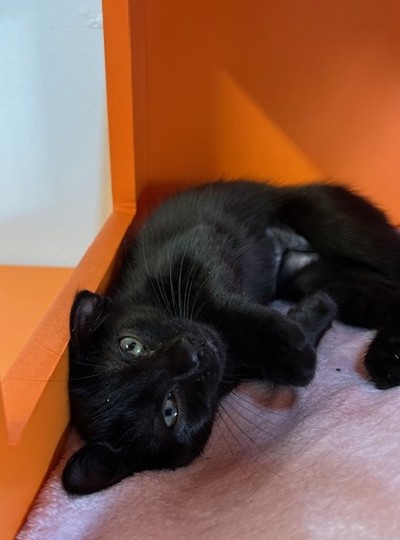 Ticket - Domestic Short Hair