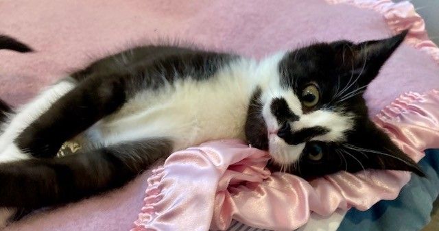 Gallery image: Chester