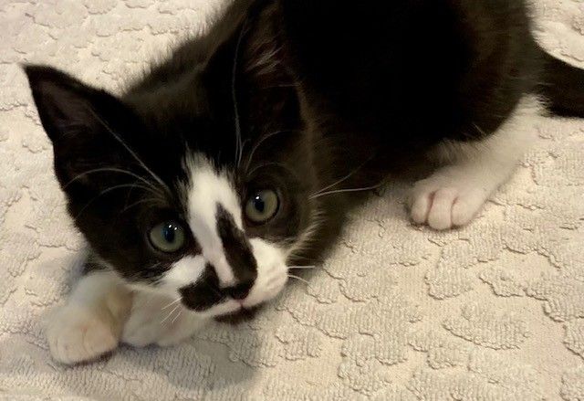 Gallery image: Chester