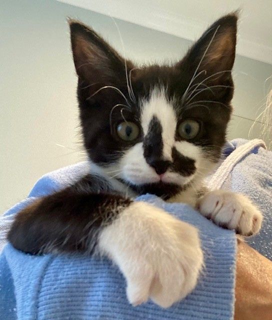 Gallery image: Chester