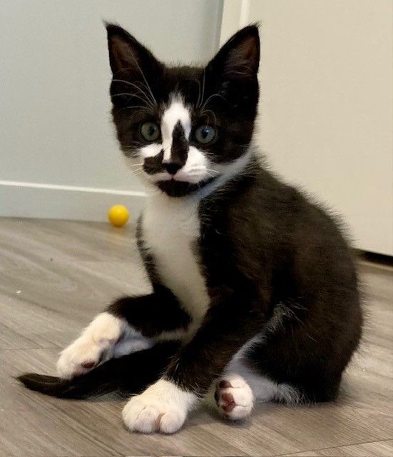 Gallery image: Chester