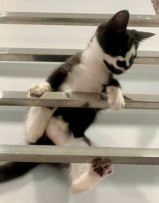 Gallery image: Chester