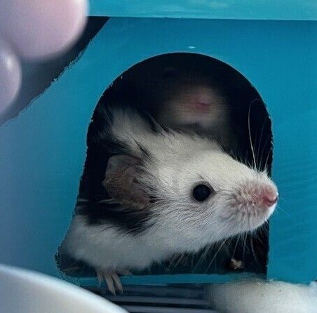 Gallery image: Minnie