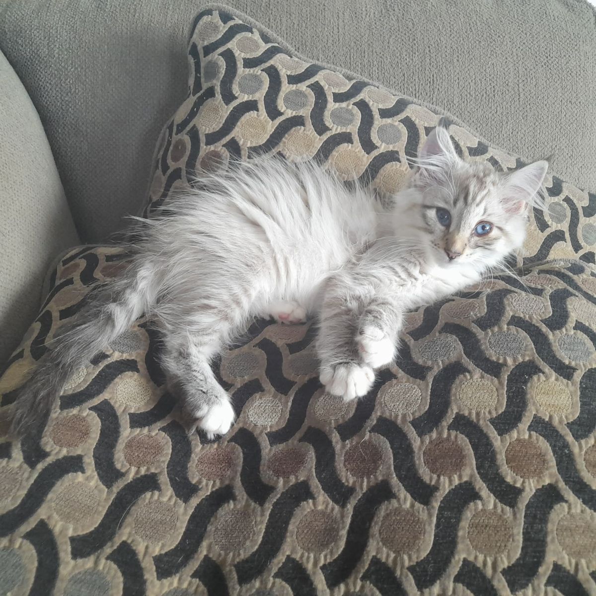 Gallery image: Saber