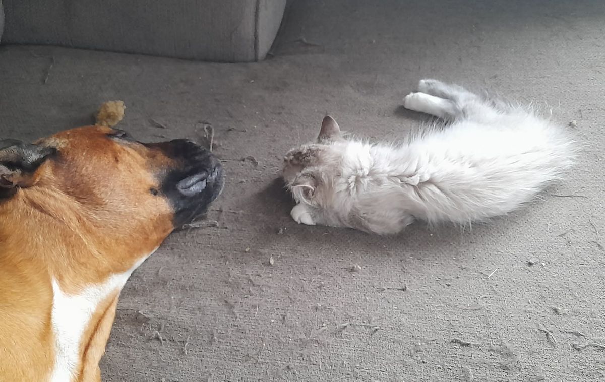 Gallery image: Saber