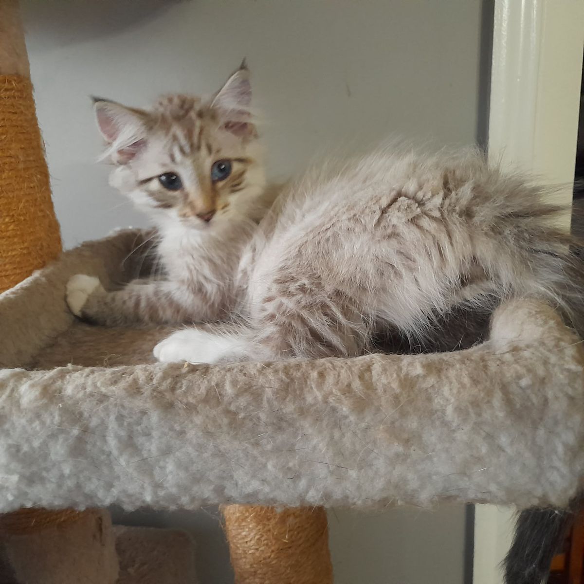 Gallery image: Saber