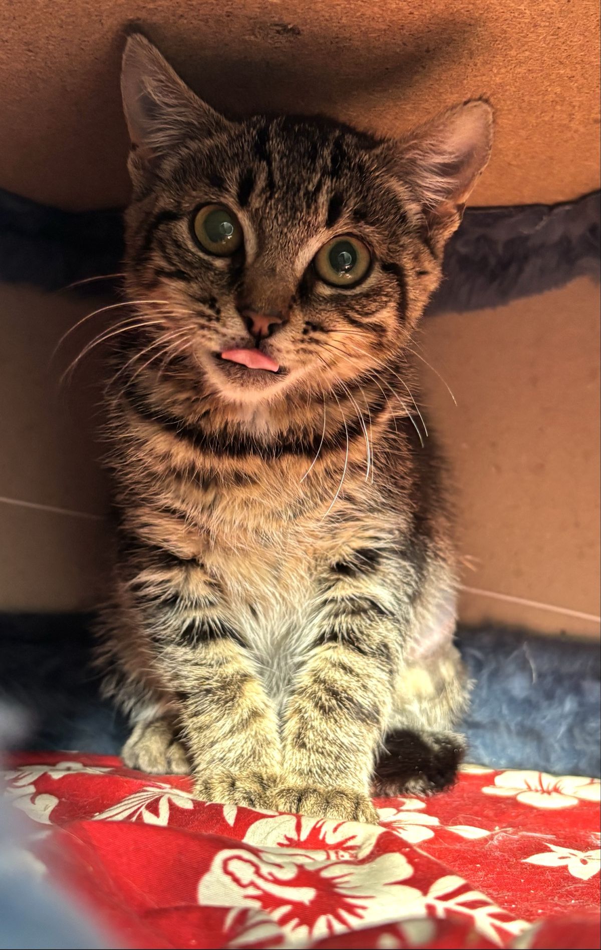 Gallery image: Goggles