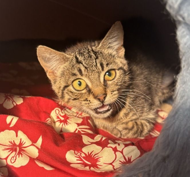 Gallery image: Goggles