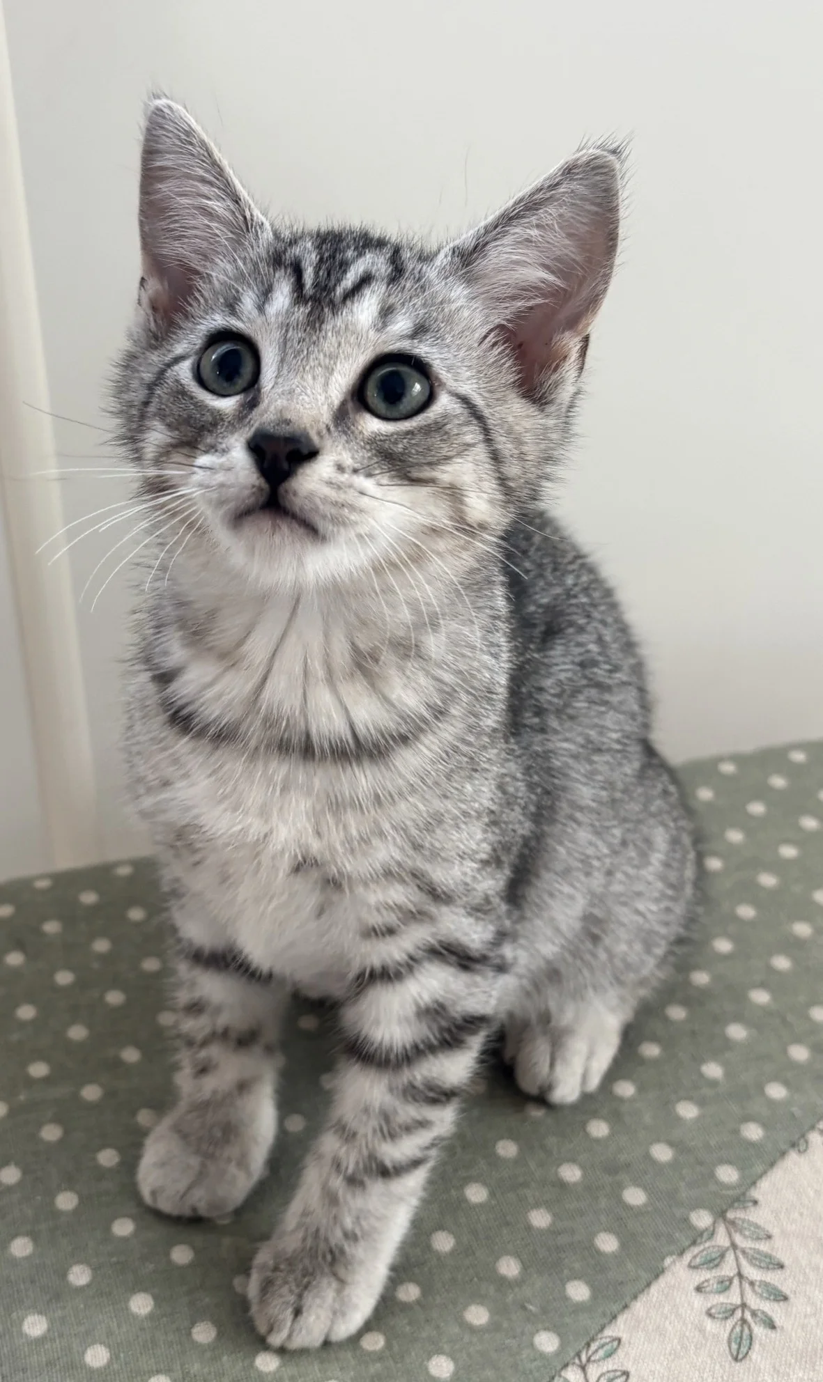 Gallery image: Archer