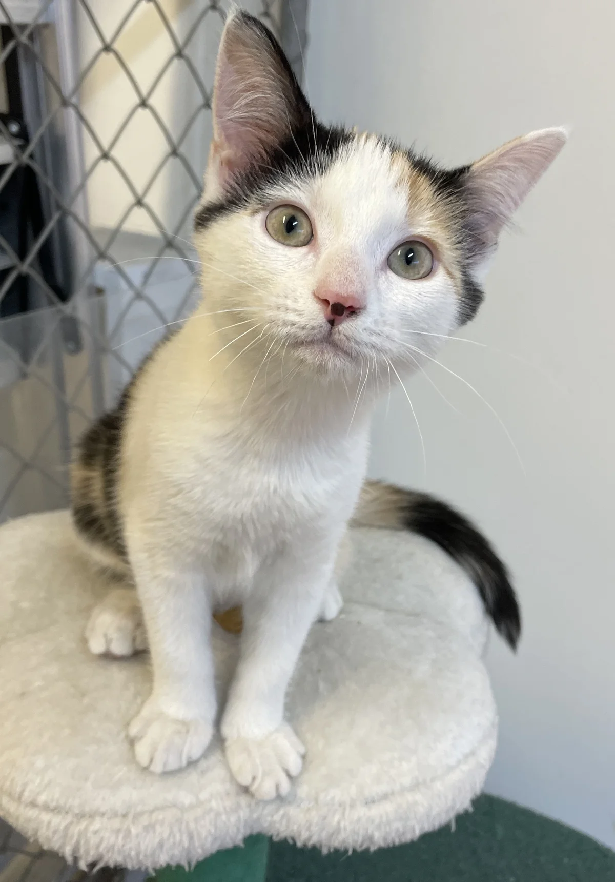 Gallery image: Coral