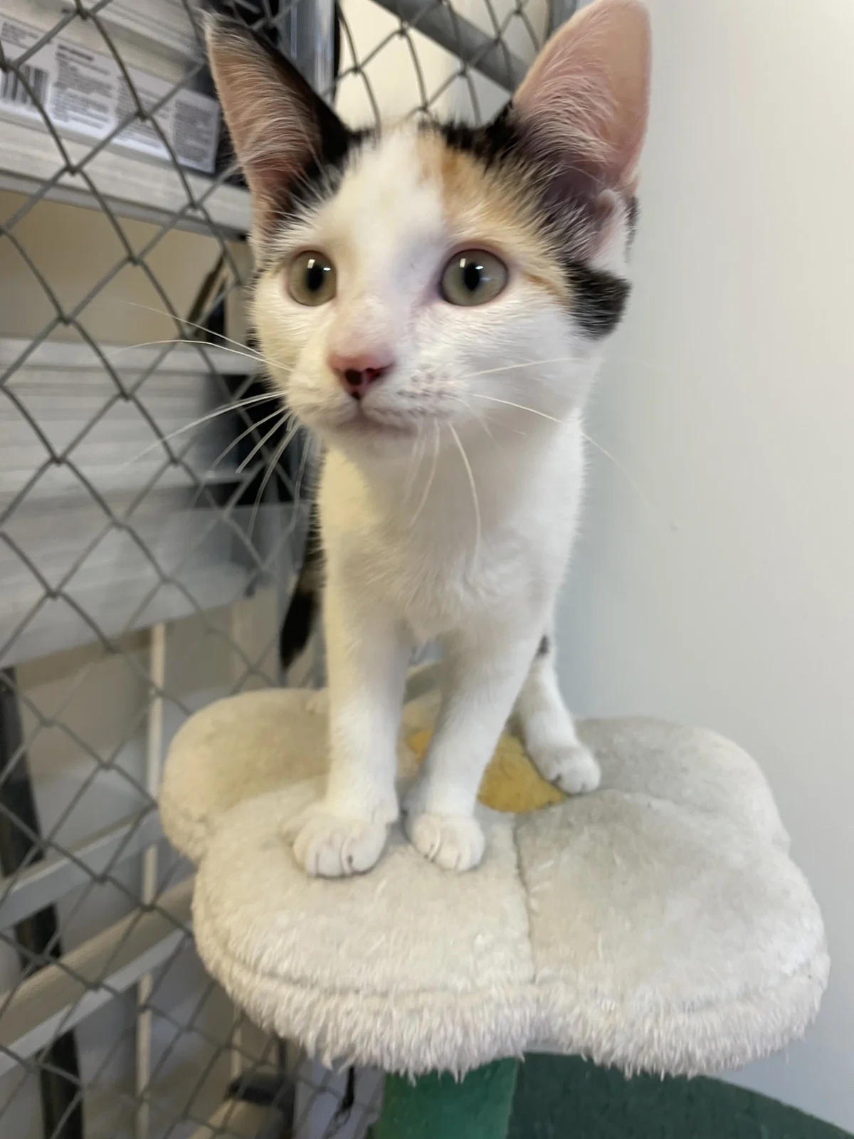 Gallery image: Coral