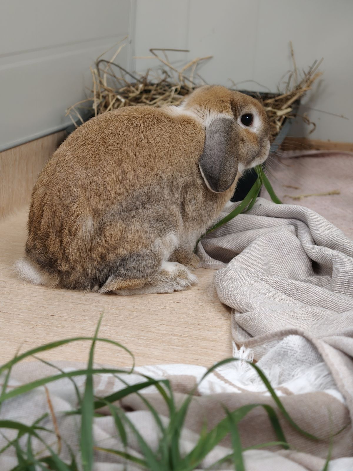 Gallery image: Biscoff