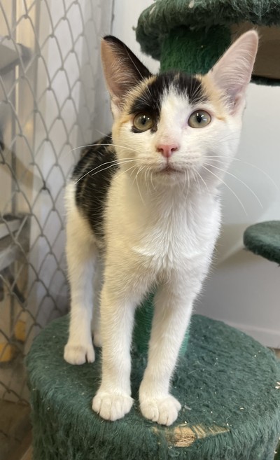 Indigo - Domestic Short Hair