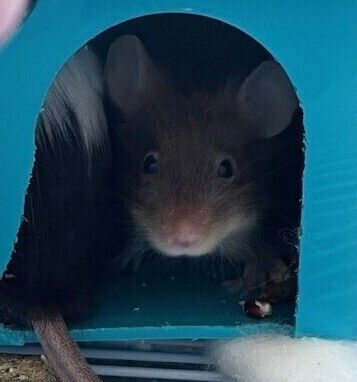 Gallery image: Mince