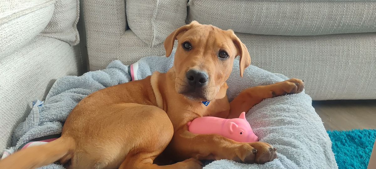 Gallery image: Pringle