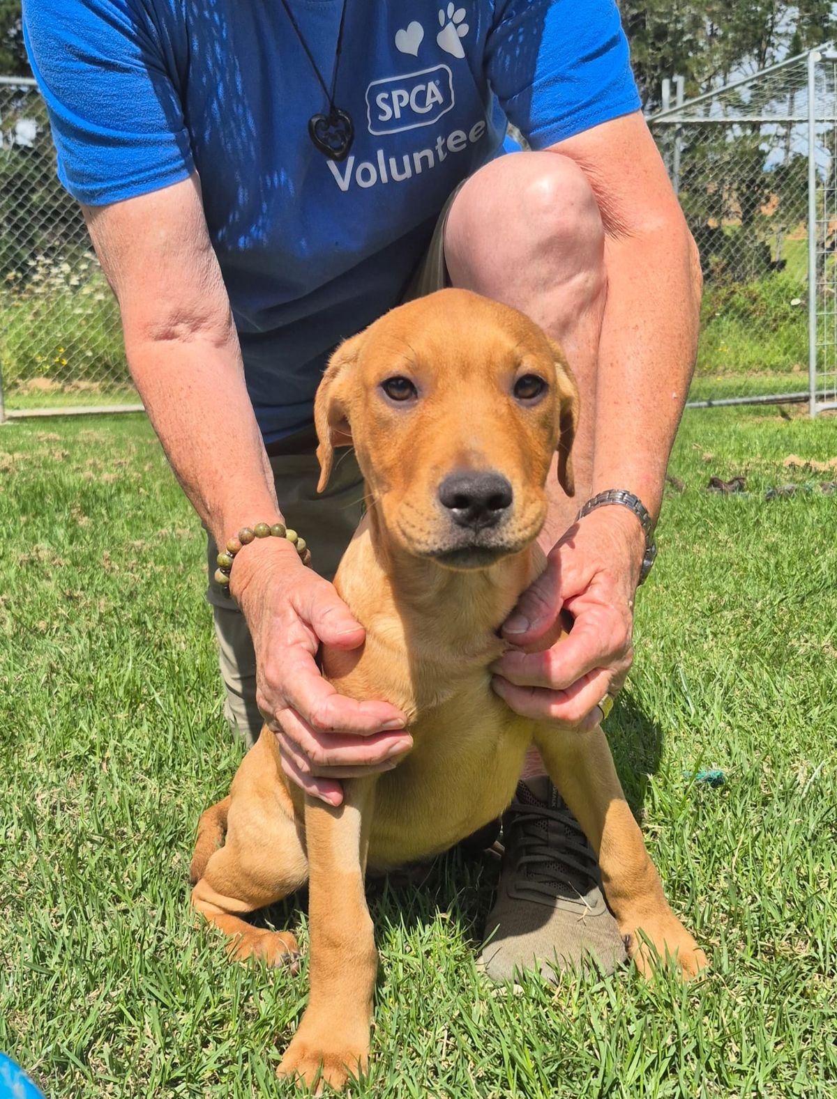 Gallery image: Pringle