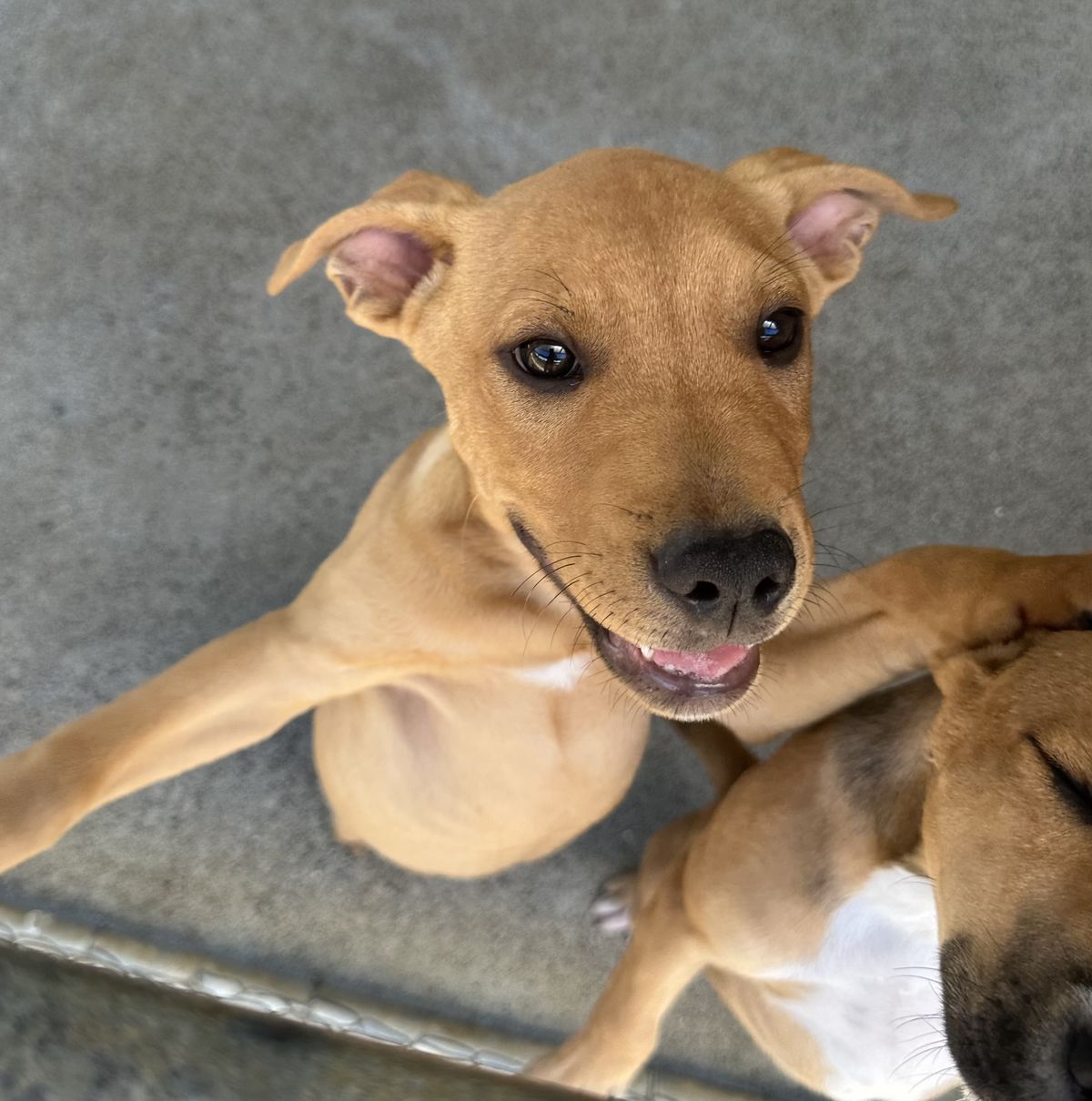 Gallery image: Pringle