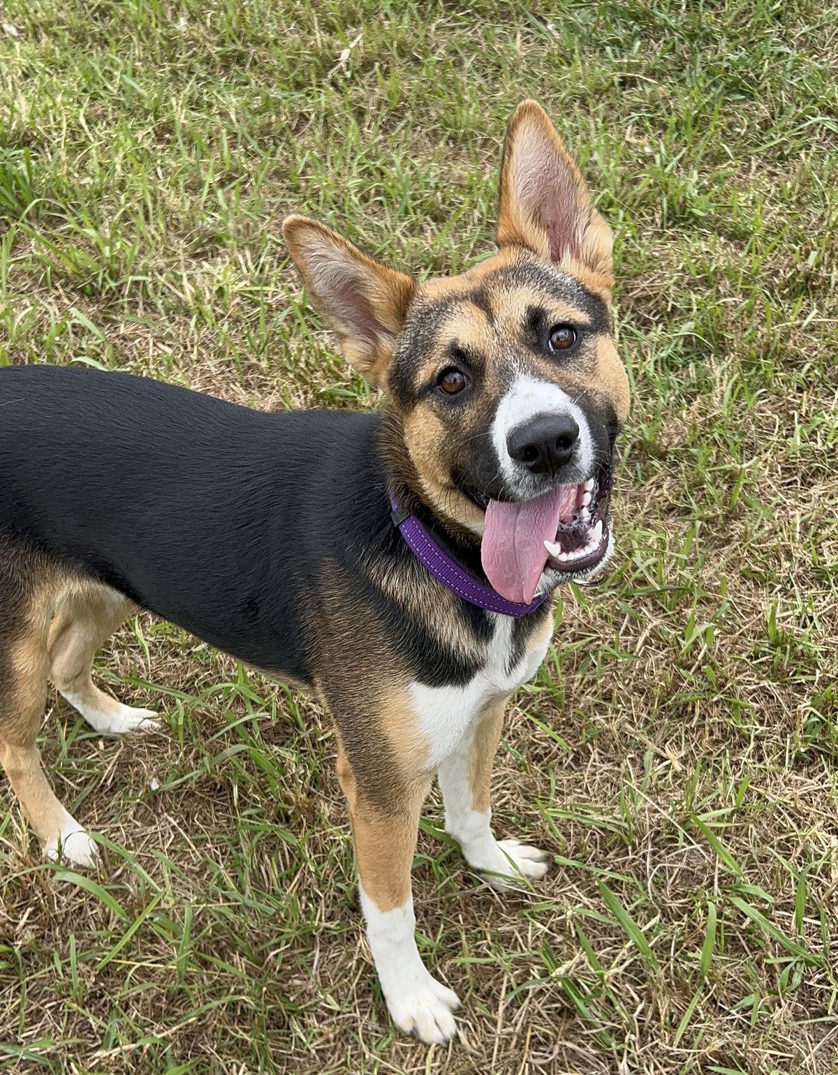 Gallery image: Chicken