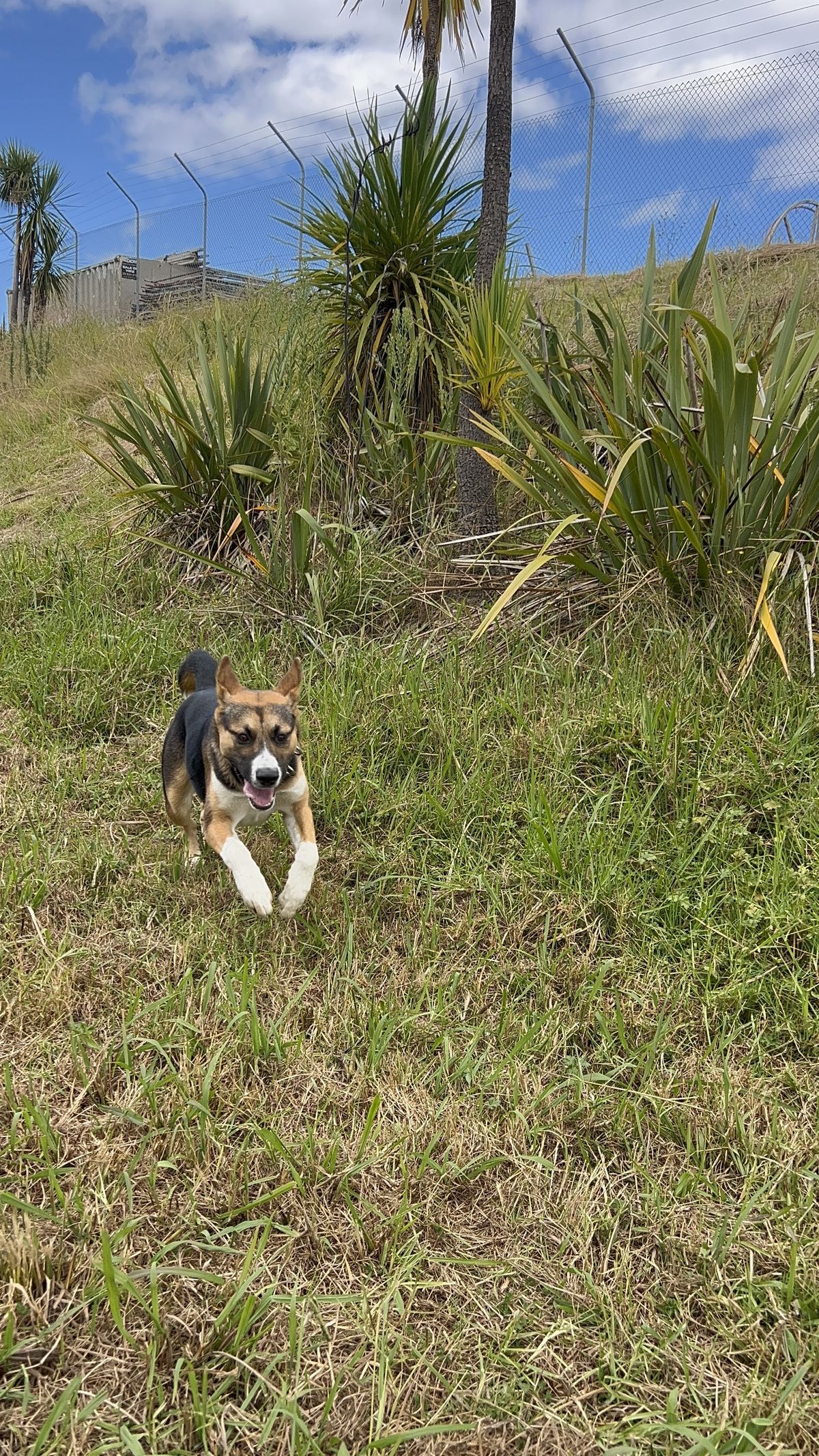 Gallery image: Chicken