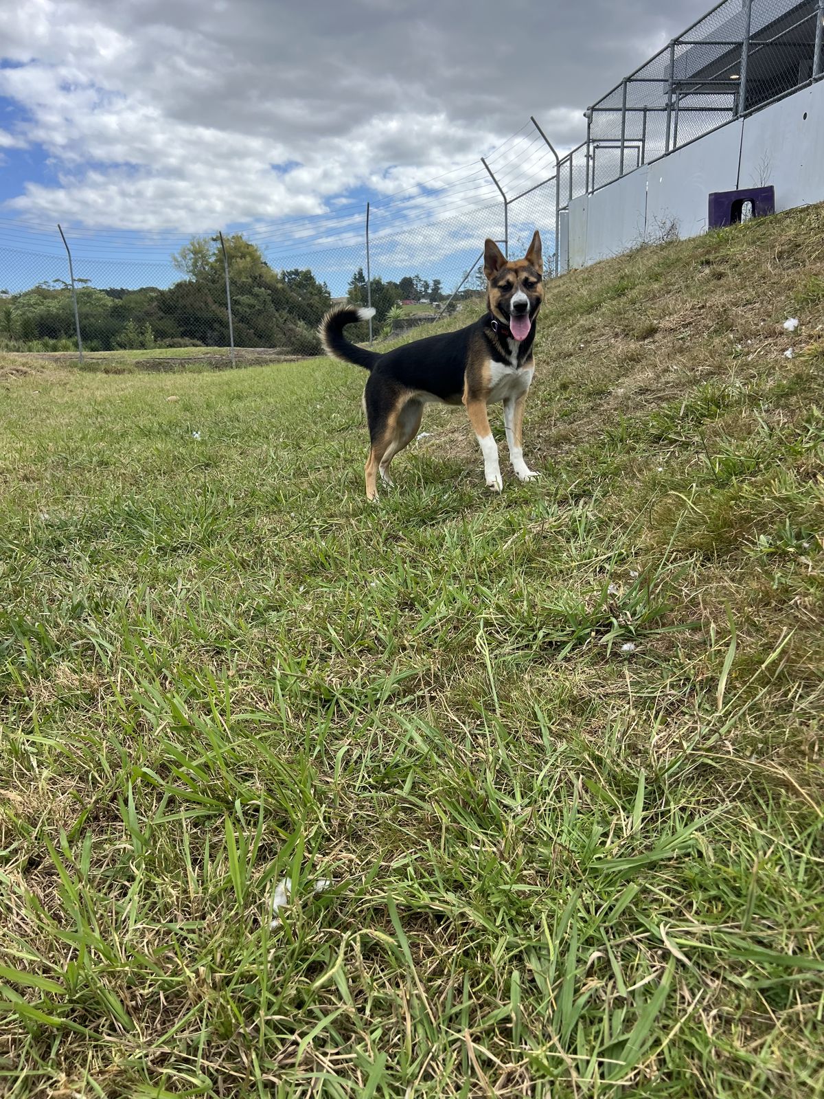 Gallery image: Chicken