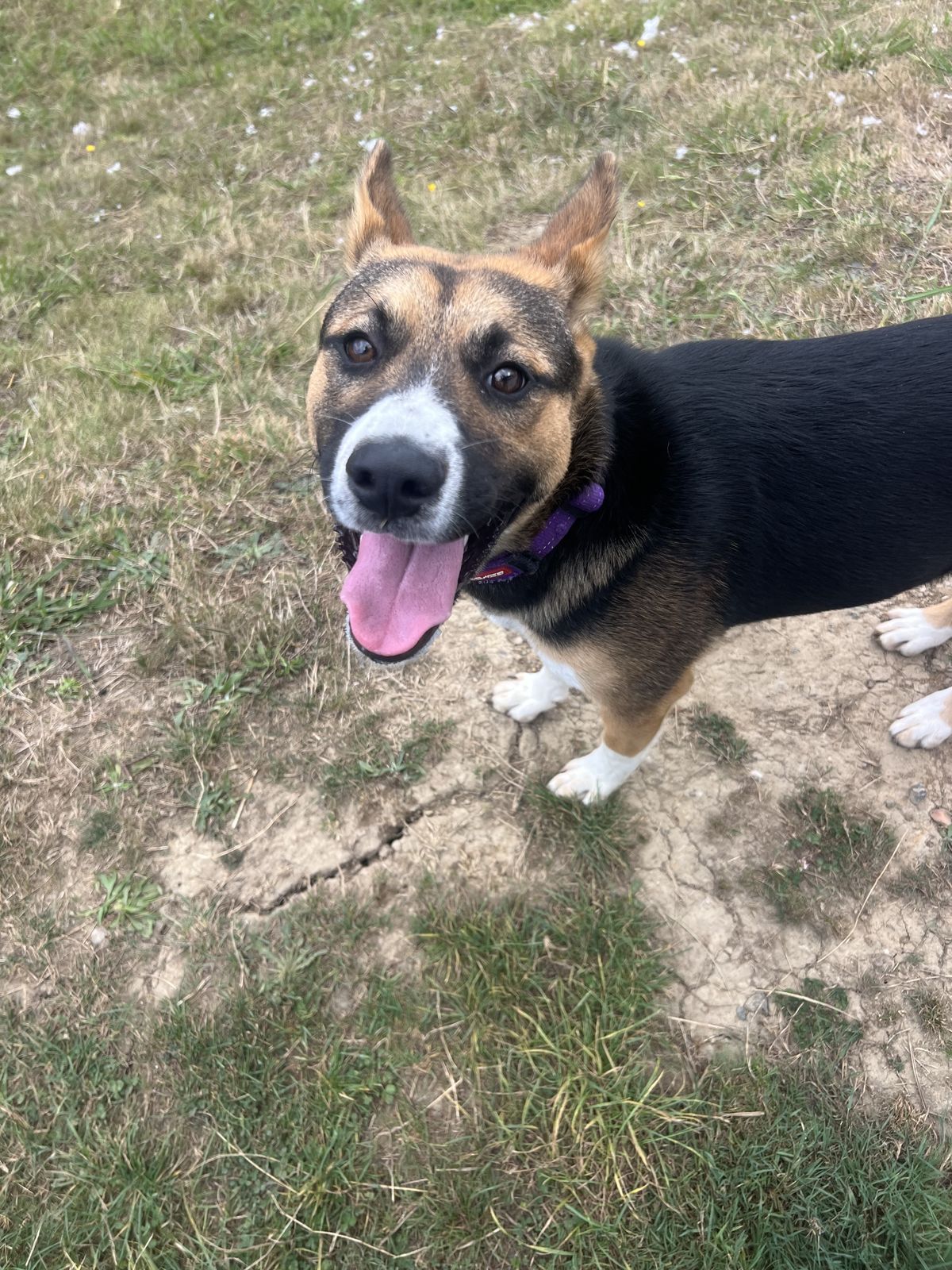 Gallery image: Chicken