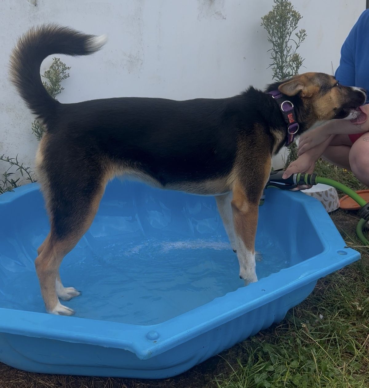 Gallery image: Chicken