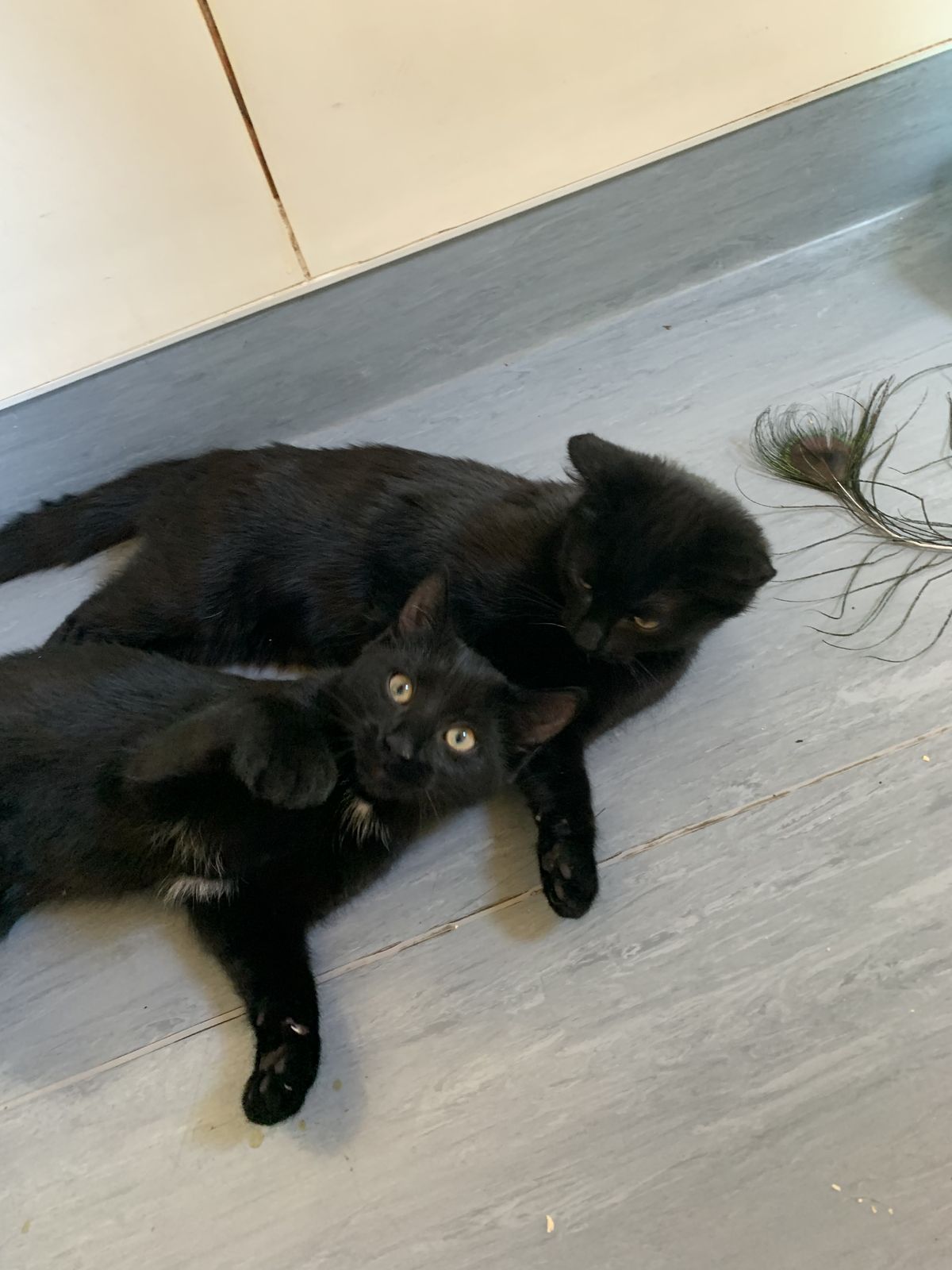 Gallery image: Ranger