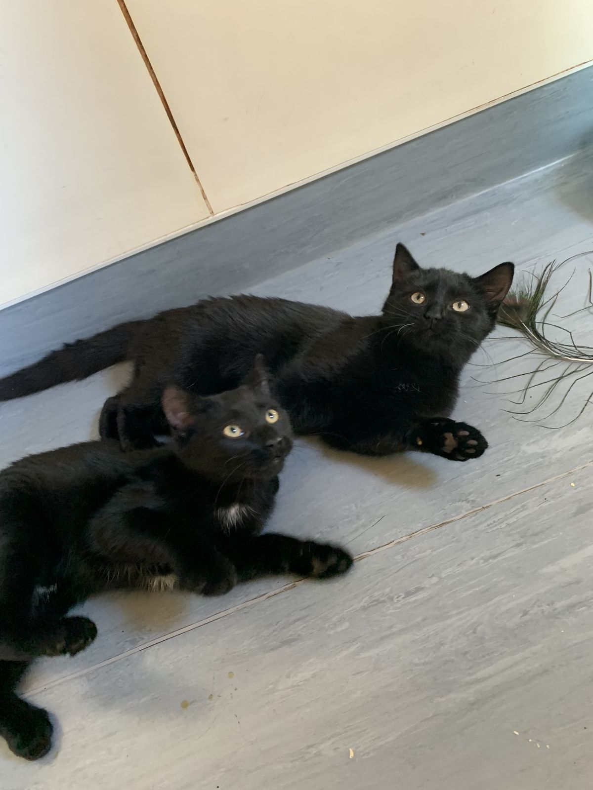 Gallery image: Boo-Boo