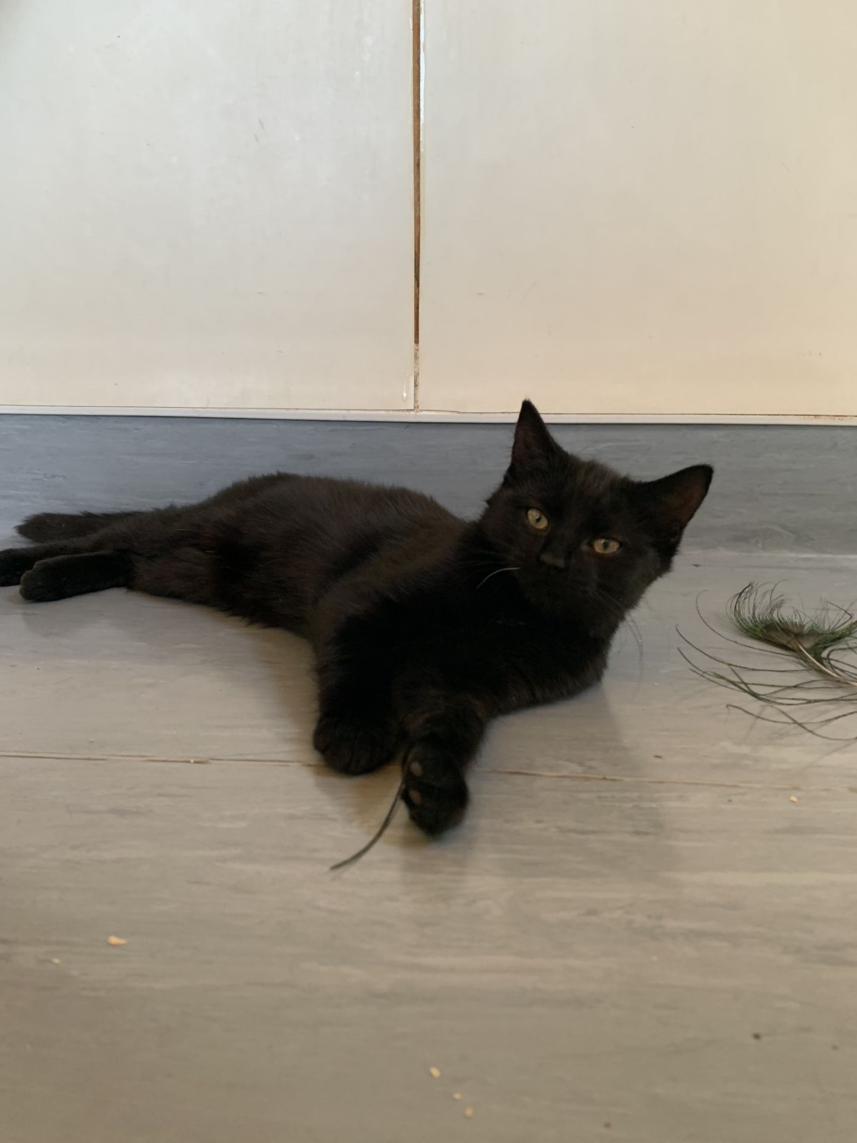 Gallery image: Boo-Boo