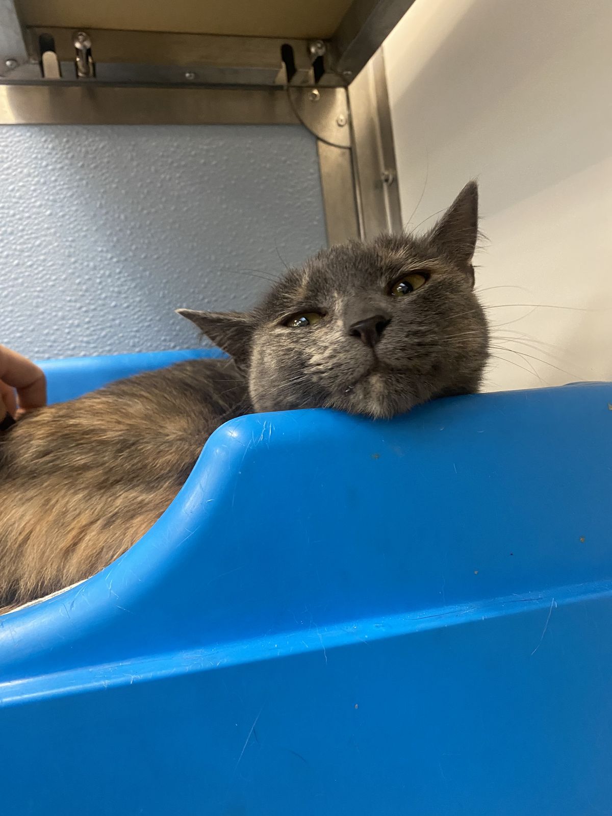 Gallery image: Muffins