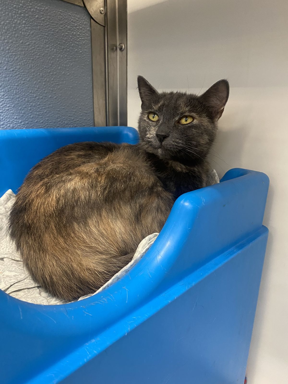 Gallery image: Muffins