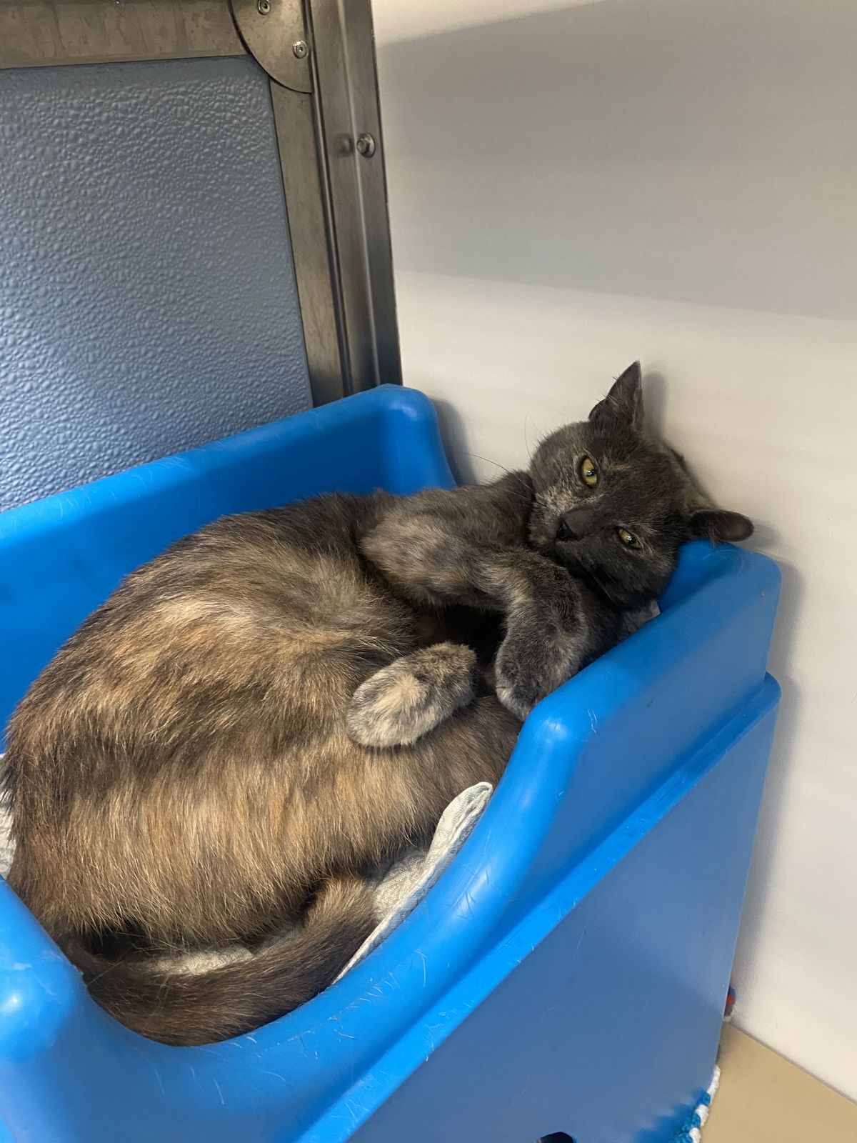 Gallery image: Muffins