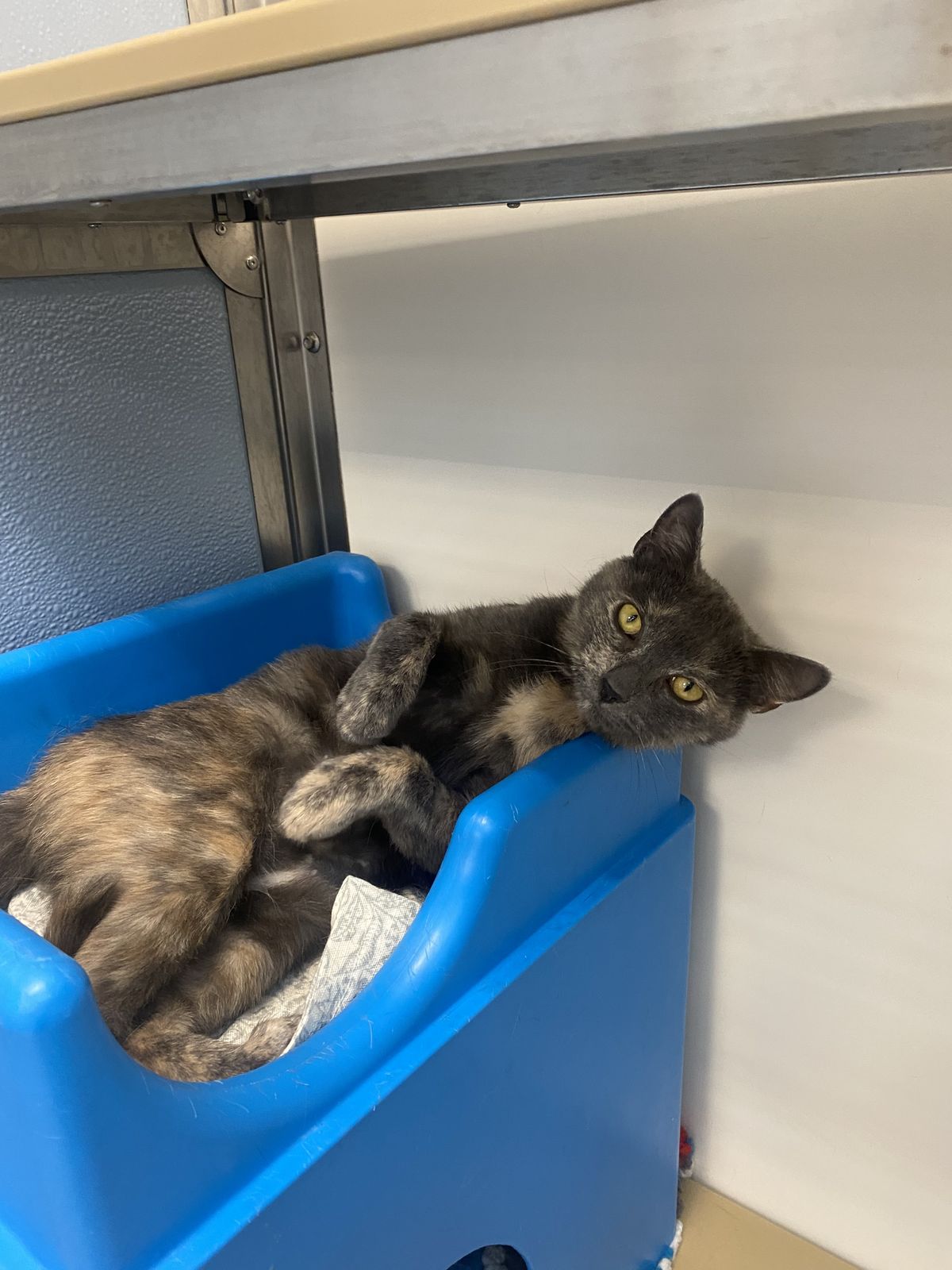 Gallery image: Muffins