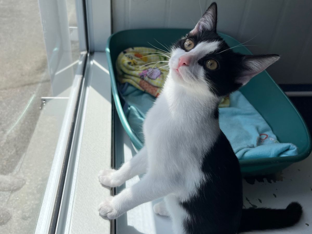 Gallery image: Humbug